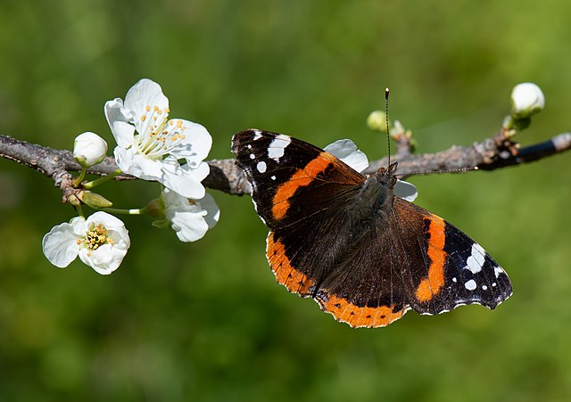 farfalla Vanessa Atalanta